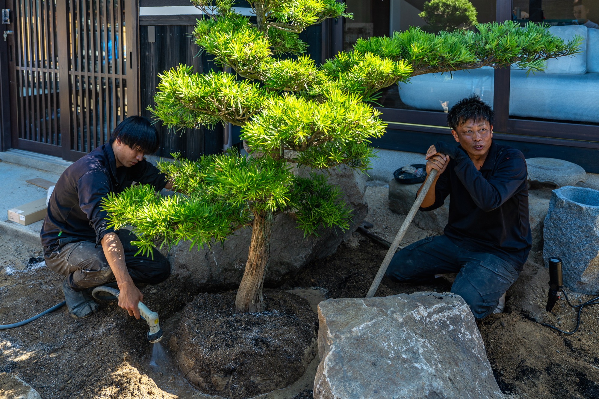庭に槙（まき）の木を植える、二人の庭師